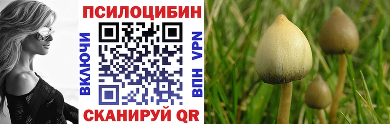 Галлюциногенные грибы Psilocybine cubensis  продажа наркотиков  Шумиха 